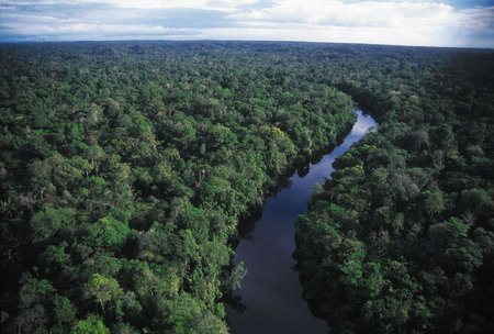 Amazon_Rainforest.jpg