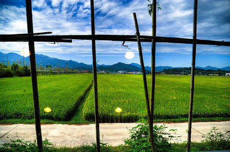 Rice-Paddy-Solar-Farm-3.jpg