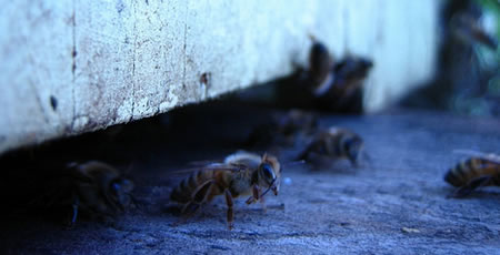 Solar-powered-bee-hives-1.jpg