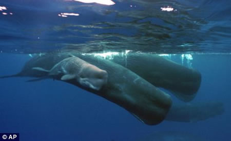 Sperm-whales.jpg