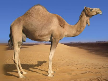camel-power.jpg