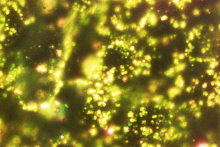 gold-nano-particles-1.jpg