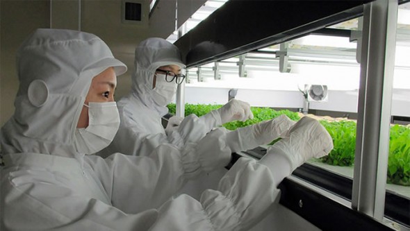 tokyometro_Vegetable Growing Business Under Tracks
